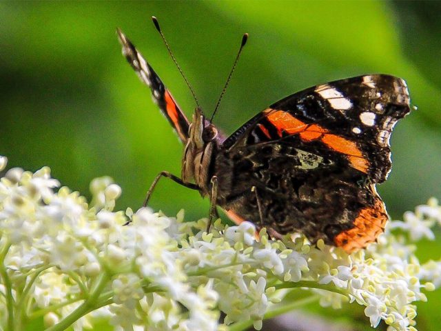 18,370 Butterflies Spotted In Bedfordshire Last Summer, Can We Beat That This Year