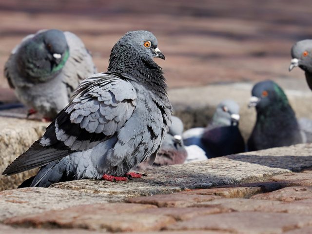 250 pigeons at Keysoe home is just too many says Council